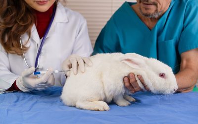 Rabbit Microchipping